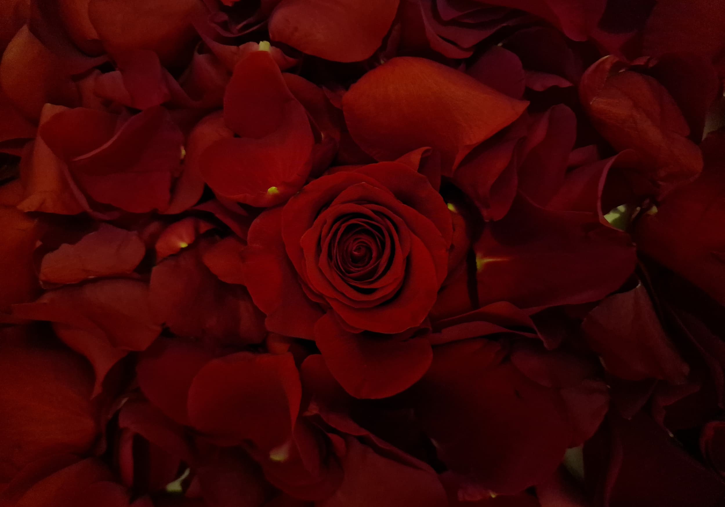 Rose Petal Display